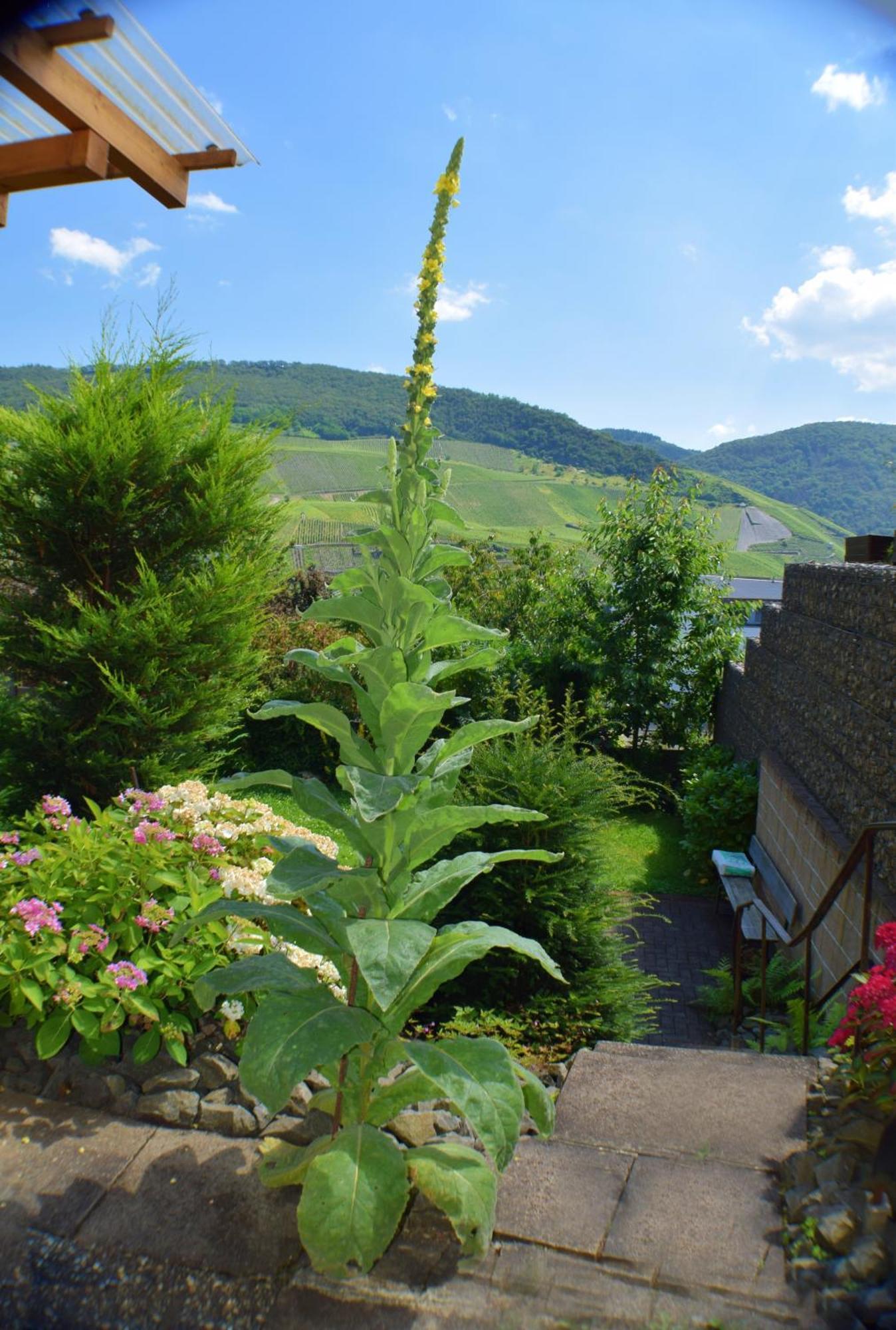 Apartmán Haus Constanze Bernkastel-Kues Exteriér fotografie